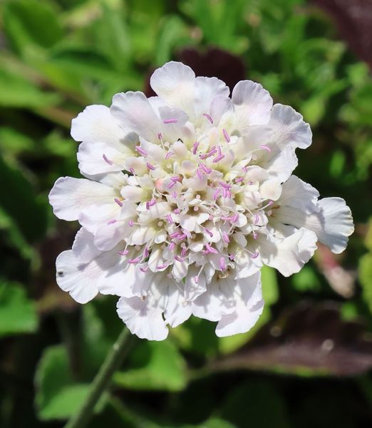 Scabiosa 'Kudo White'